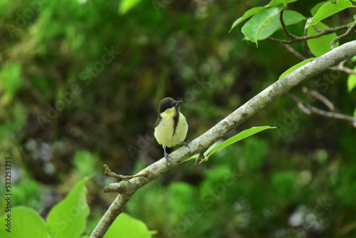 夏のシジュウカラの幼鳥