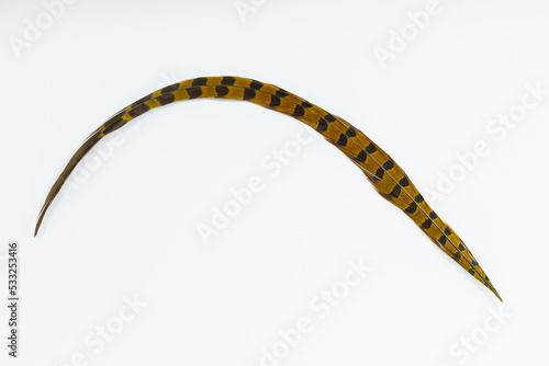 A pheasant tail feather isolated on a white background