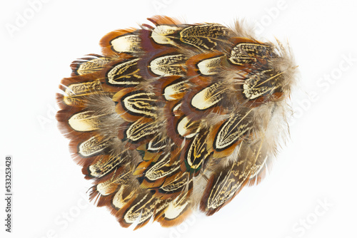 A cluster of pheasant body feathers isolated on a white background