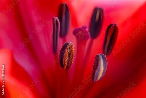 Red Lily flower close-up