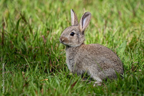 Rabbit in the grass © Andrew