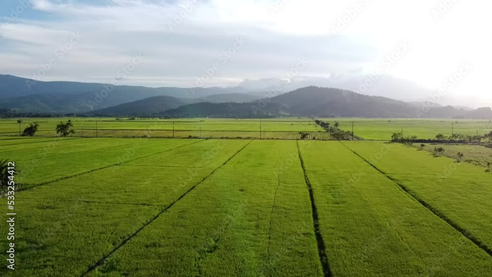 AERIAL: Captura aérea de naturaleza tropical en torno a arrozales. AERIAL: Captura aérea de naturaleza tropical en torno a arrozales.