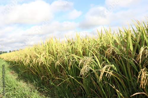 ripe paddy on tree in farm