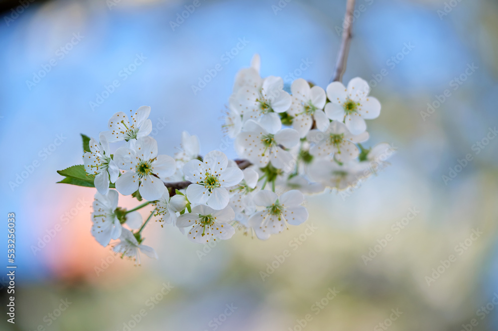 Twigs of cherry tree with white blossoming flowers in early spring Twigs of cherry tree with white blossoming flowers in early spring