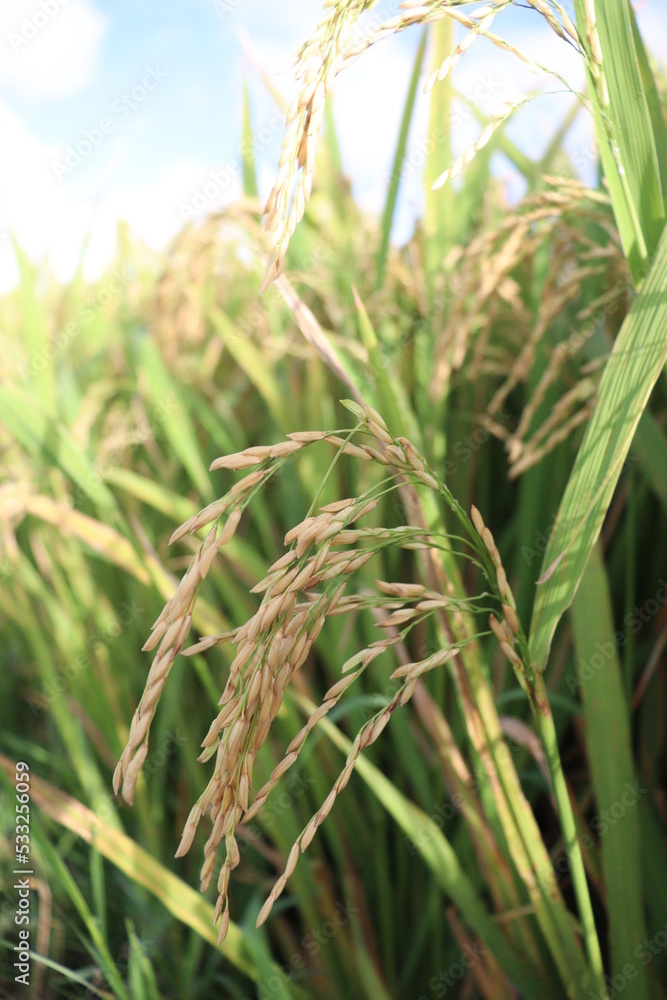 ripe paddy on tree in farm