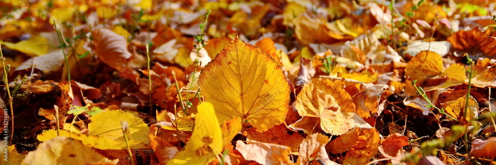 Yellow leaf close up on autumn fallen foliage in park on ground between trunk of trees in bright sunny day. Bottom view, wide screen, panoramic view landscape. Selective focus