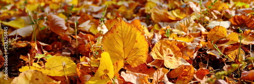 Yellow leaf close up on autumn fallen foliage in park on ground between trunk of trees in bright sunny day. Bottom view, wide screen, panoramic view landscape. Selective focus