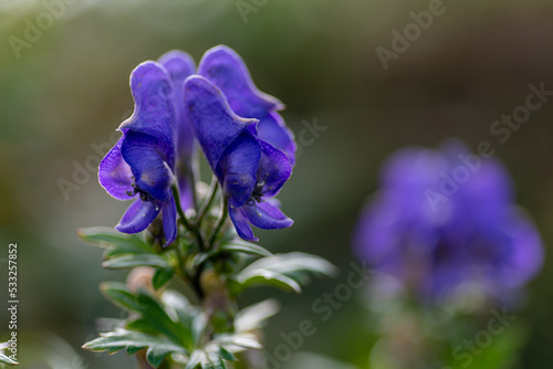 夕陽を浴びるトリカブト