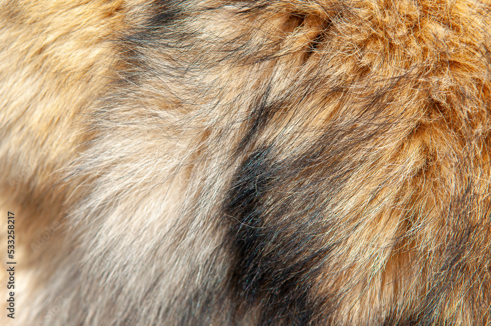 Beautiful spotted fur close-up. Texture of brown animal wool. Dog fur. Beautiful spotted fur close-up. Texture of brown animal wool. Dog fur.