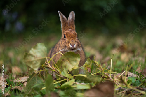 Fototapeta Naklejka Na Ścianę i Meble -  Brown rabbit in a pile of leaves