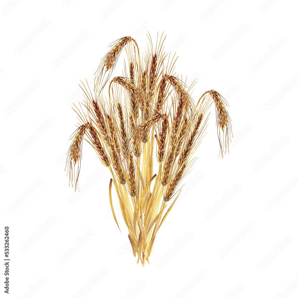 Fototapeta premium A sheaf of barley. Watercolor illustration. Cereal culture.
