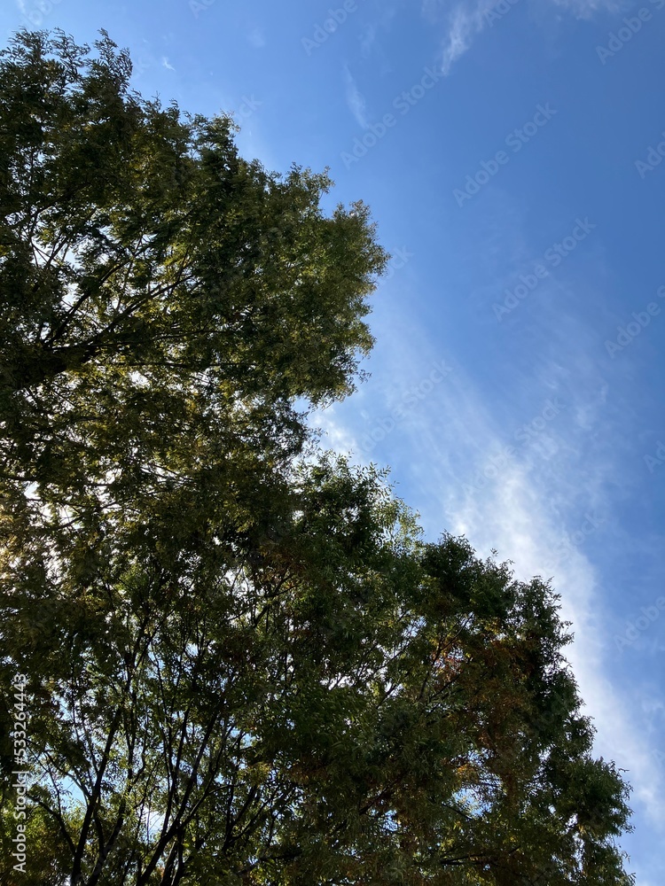 trees in the sky trees in the sky
