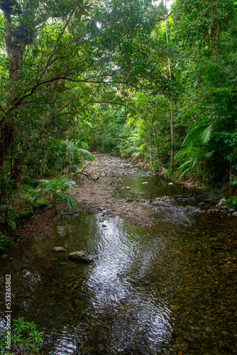 Sunlit creek in rainforest