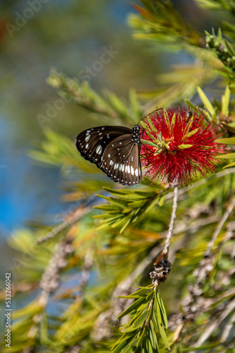 Butterfly perches on Australian bottlebrush flower