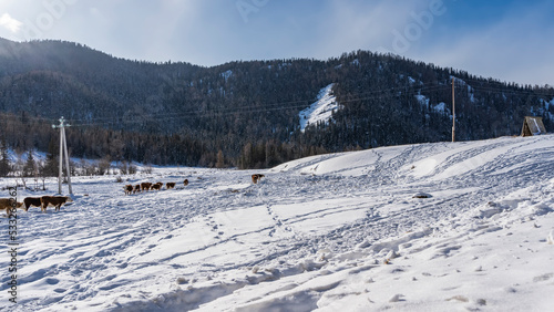A herd of cows grazing in a snowy valley. There are a lot of footprints around. Power line towers in snowdrifts. A wooded mountain range against a blue sky. Altai