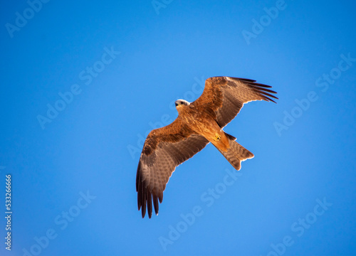 Whistling kite above camera outback Australia