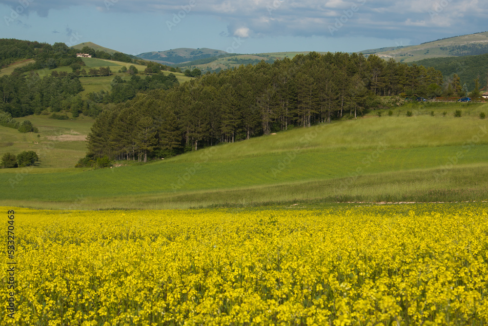 View of field of yellow lentils flowers in Colfiorito during spring season Umbria Italy