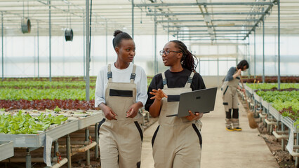 Two african american women working in modern greenhouse holding laptop walking and talking about organic vegetables production. Lettuce farm workers discussing about harvesting plants for delivery.