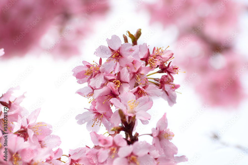 Branch with Pink Cherry Blossoms