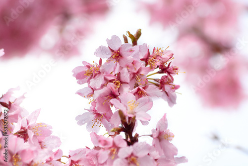 Fototapeta Naklejka Na Ścianę i Meble -  Branch with Pink Cherry Blossoms