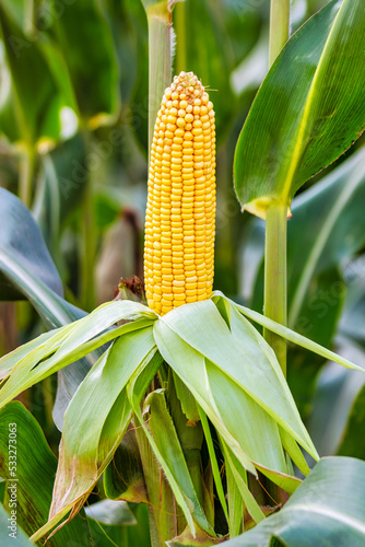 Cobs of juicy ripe corn in the field close-up. The most important agricultural crop in the world. Corn harvesting. Growing food. A bountiful harvest.