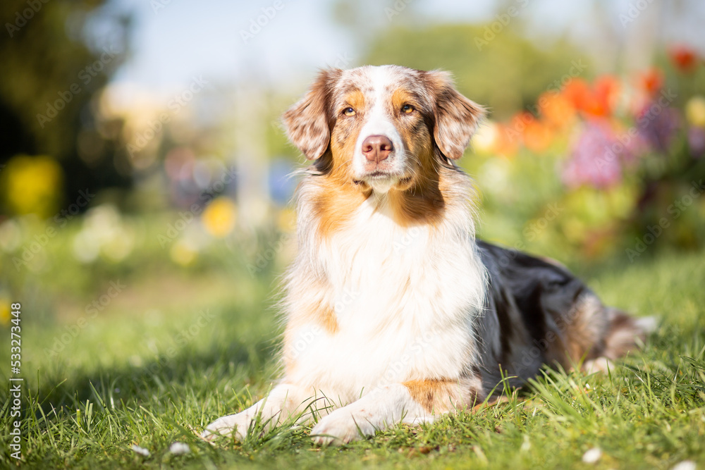 australian shepherd dog in flower field in spring australian shepherd dog in flower field in spring