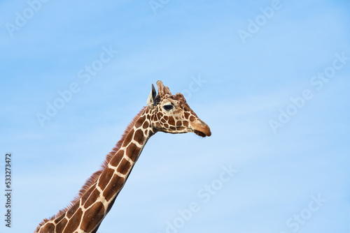 Giraffes head against blue sky. Giraffe portrait, close up © Lazy_Bear