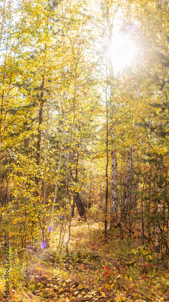 Obraz premium Autumn forest