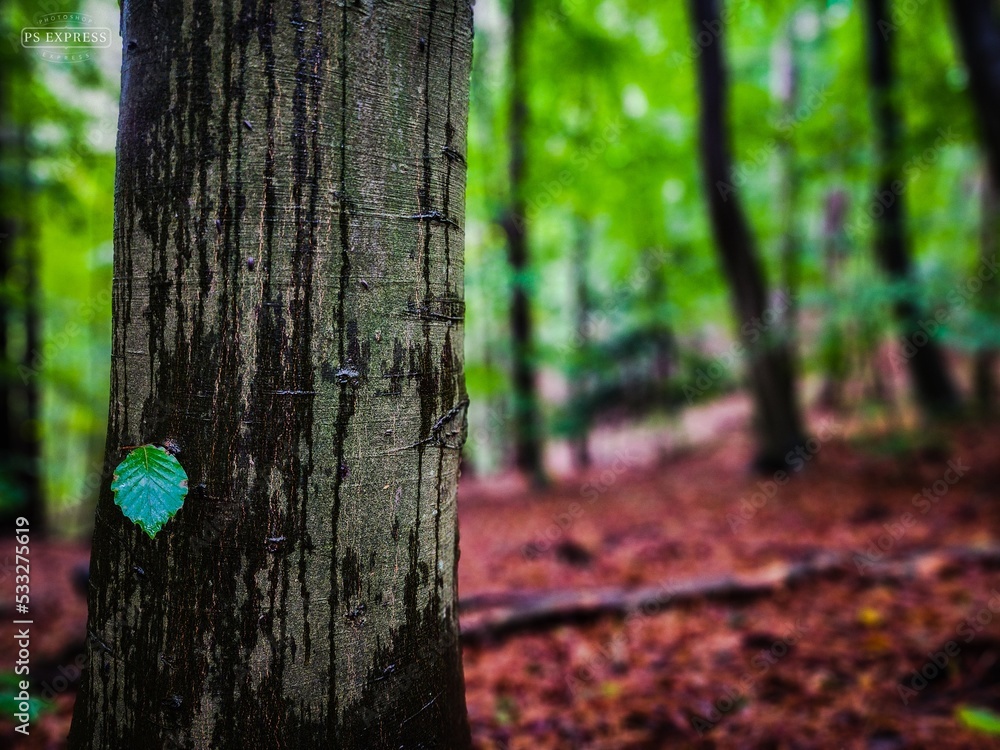 Fototapeta premium tree in the forest