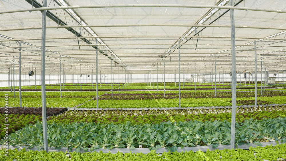 Obraz premium Healthy food and and bio vegetables being grown organically in hydroponic enviroment with ventilation system. Rows of different types of organic lettuce grown without pesticides in greenhouse.