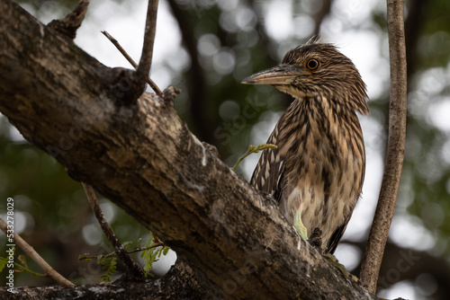 Nature wildlife image of Nankeen night heron (Nycticorax caledonicus) is a heron that belongs to the genus Nycticorax and the family Ardeidae. Perched on the tree.