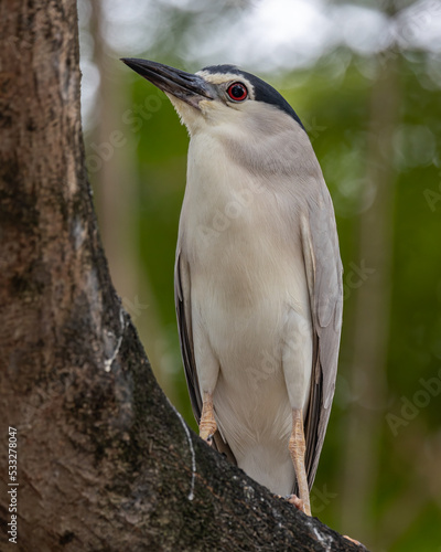 Black-crowned night heron bird in real nature in Sabah, Borneo photo