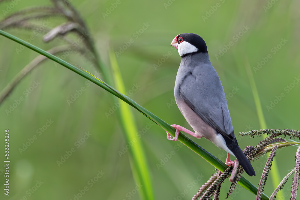 Nature Wildlife image of beautiful bird Java sparrow (Lonchura oryzivora) Nature Wildlife image of beautiful bird Java sparrow (Lonchura oryzivora)