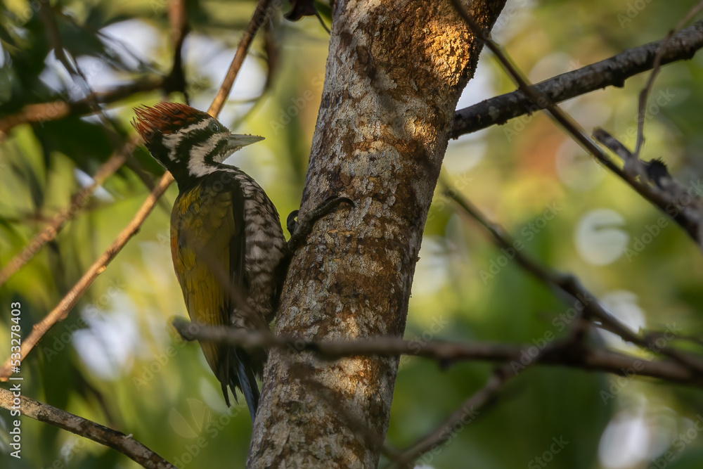 Nature wildlife of Common flameback woodpecker drilling bark tree finding food like insect in nature