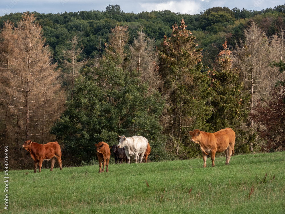 Fototapeta premium cows grazing in the meadow