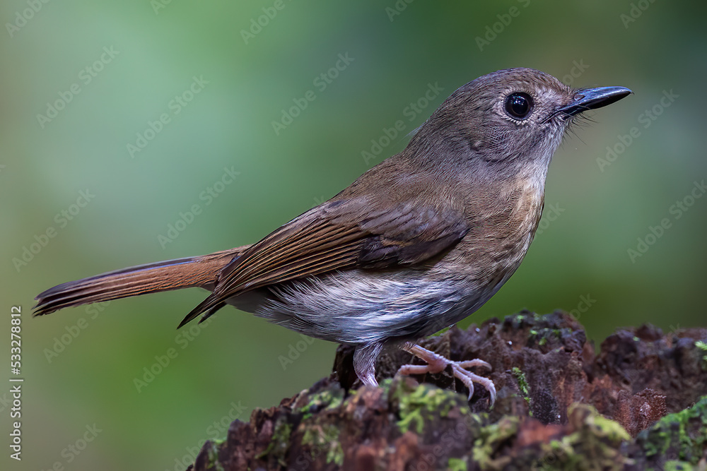 Fulvous-chested Jungle-Flycatcher (Rhinomyias olivacea) Borneo Island. Fulvous-chested Jungle-Flycatcher (Rhinomyias olivacea) Borneo Island.