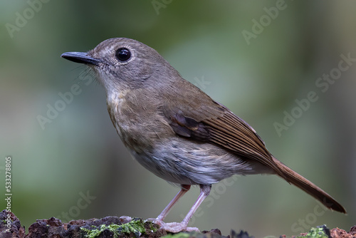 Fulvous-chested Jungle-Flycatcher (Rhinomyias olivacea) Borneo Island. photo