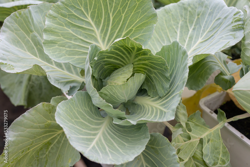 Organic Hydroponic butterhead leaf lettuce vegetables plantation in aquaponics system in Kundasang, Sabah, Malaysia © alenthien