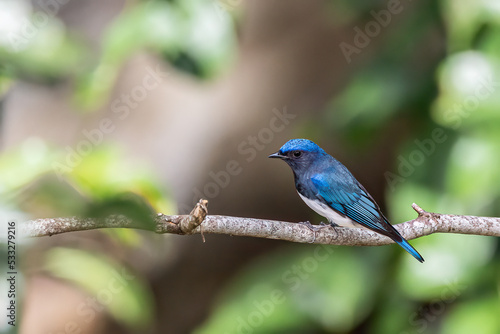 Beautiful blue color bird known as Rufous Vented Flycatcher perched on a tree branch at nature habits in Sabah, Borneo