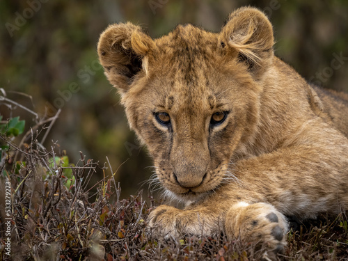A lion cub gazes intensely photo