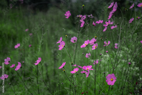 flores rosas 3