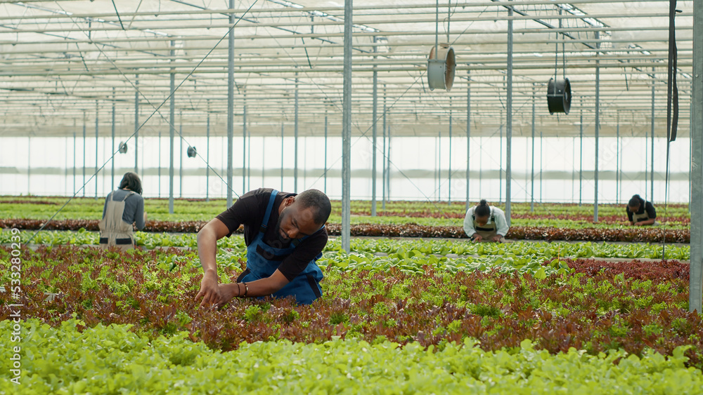 African american organic farmer cultivating different types of lettuce inspecting plants doing quality control before harvesting. Diverse workers in hydroponic enviroment gathering vegetables crops. - obrazy, fototapety, plakaty 