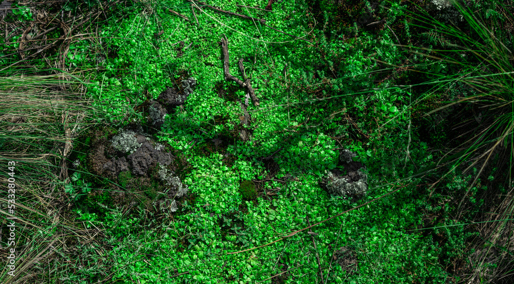 Obraz premium textura de enredadera verde