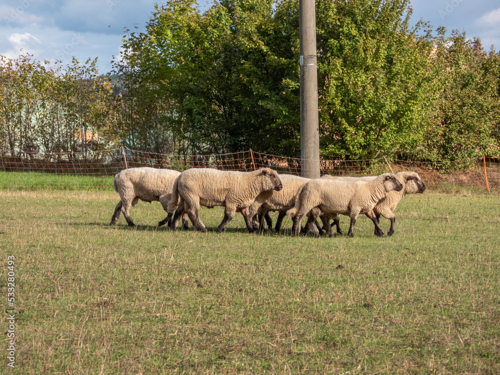 Obraz premium sheep in the field