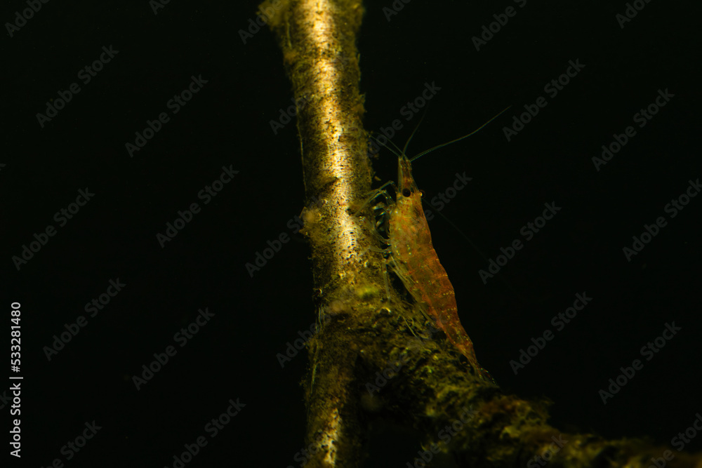 Cherry shrimp on a branch underwater Cherry shrimp on a branch underwater