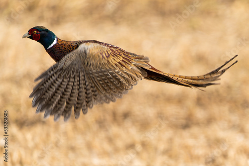 Male pheasant flying