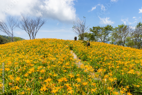 Orange day lily flower field in Taimali Kinchen Mountain in Taitung © leungchopan