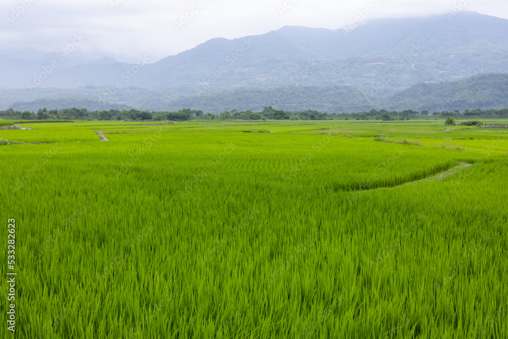 Paddy rice field in Yuli of Hualien in Taiwan