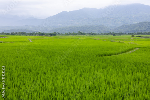 Paddy rice field in Yuli of Hualien in Taiwan
