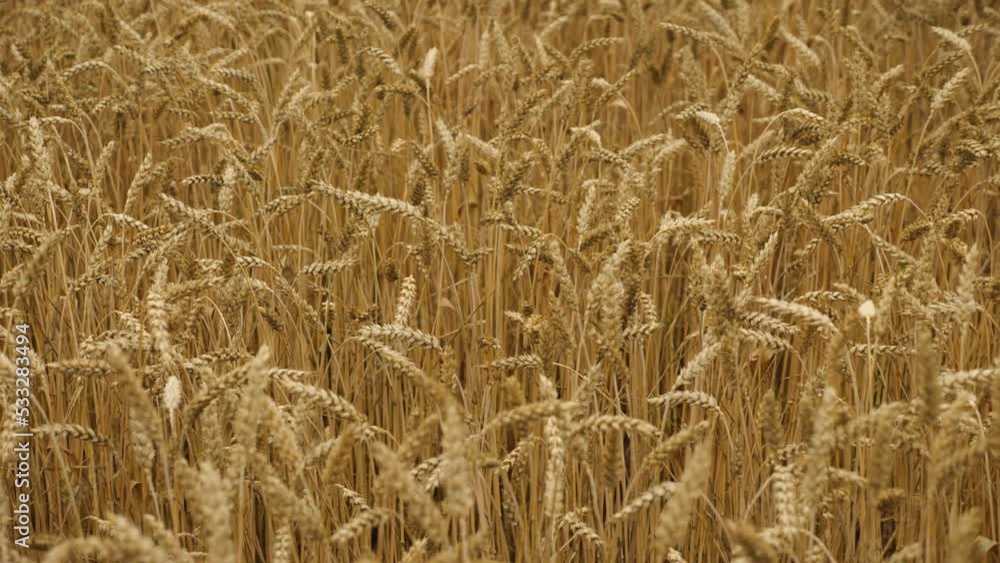 A field of wheat with ripe ears swaying in the wind. The concept of agriculture. Slow motion. Summer harvest time A field of wheat with ripe ears swaying in the wind. The concept of agriculture. Slow motion. Summer harvest time